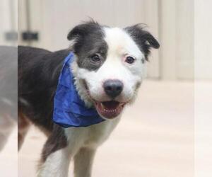 American Staffordshire Terrier-Unknown Mix Dogs for adoption in San Antonio, TX, USA