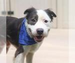 Small American Staffordshire Terrier Mix
