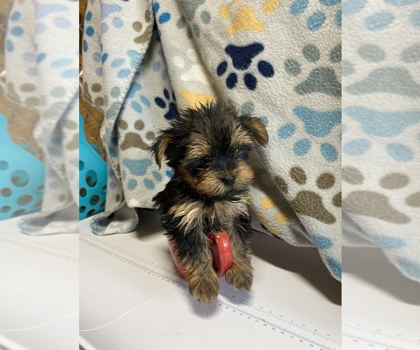 Medium Photo #1 Yorkshire Terrier Puppy For Sale in SALUDA, SC, USA