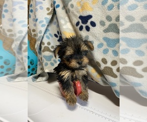 Yorkshire Terrier Puppy for sale in SALUDA, SC, USA