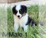 Small Miniature Australian Shepherd