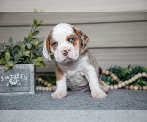 Medium Beabull