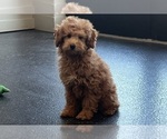 Small #7 Poodle (Toy)