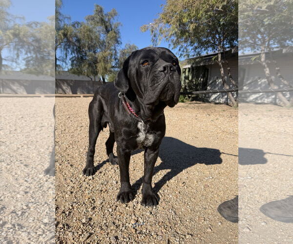 Medium Photo #1 Mutt Puppy For Sale in Goodyear, AZ, USA