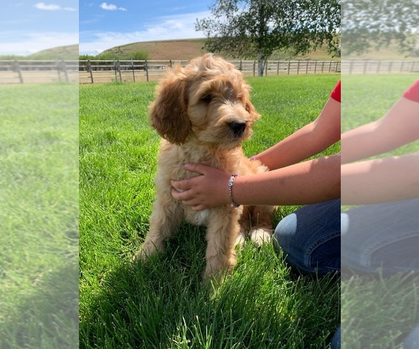Medium Photo #2 Pyredoodle Puppy For Sale in PRESCOTT, WA, USA