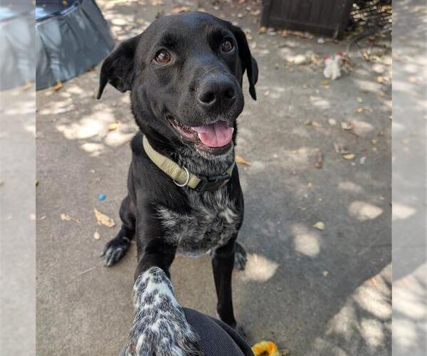 Medium Photo #3 Labrador Retriever-Unknown Mix Puppy For Sale in Alameda, CA, USA
