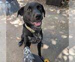 Small #2 Labrador Retriever Mix