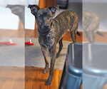 Small #5 Plott Hound Mix
