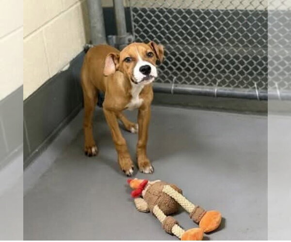 Medium Photo #1 Boxer Puppy For Sale in garner, NC, USA