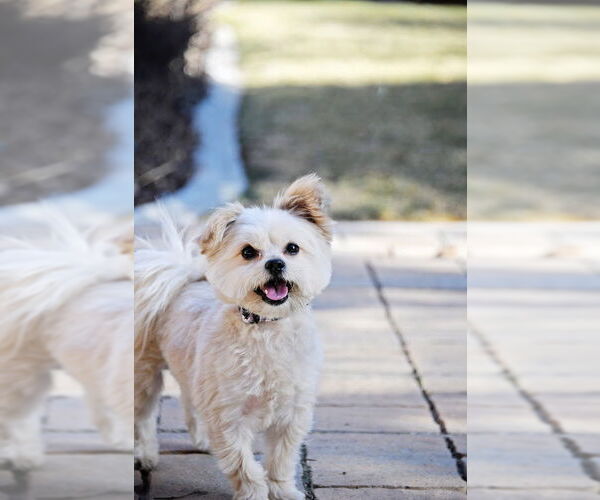 Medium Photo #3 Mutt Puppy For Sale in Sandy, UT, USA