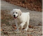 Puppy Chinook English Cream Golden Retriever
