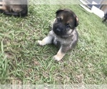 Small Photo #26 German Shepherd Dog Puppy For Sale in ZEPHYRHILLS, FL, USA