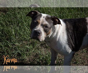 American Pit Bull Terrier-Catahoula Leopard Dog Mix Dogs for adoption in Livingston , LA, USA