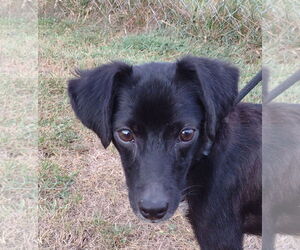 Pomeagle Dogs for adoption in Cookeville, TN, USA