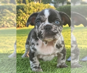 French Bulldog Puppy for Sale in CORONA DEL MAR, California USA