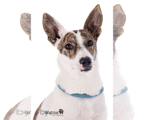 Medium Photo #2 Jack Russell Terrier-Whippet Mix Puppy For Sale in Newport Beach, CA, USA