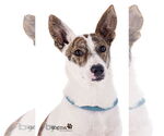 Small #1 Jack Russell Terrier-Whippet Mix