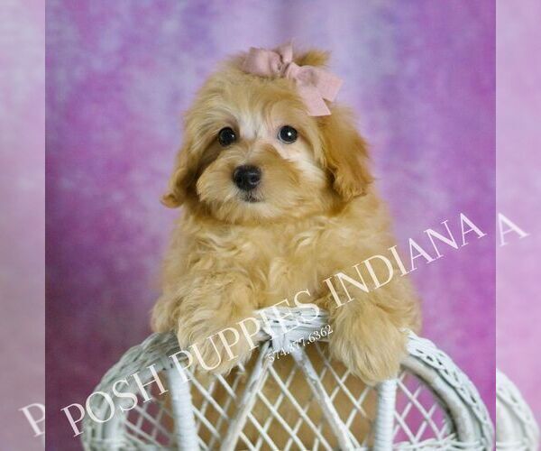 Medium Photo #57 Maltipoo (Miniature) Puppy For Sale in WARSAW, IN, USA