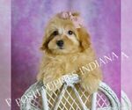 Puppy Twinkle Maltipoo (Miniature)