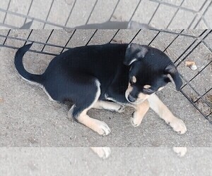 Chipin Puppy for sale in MOLALLA, OR, USA
