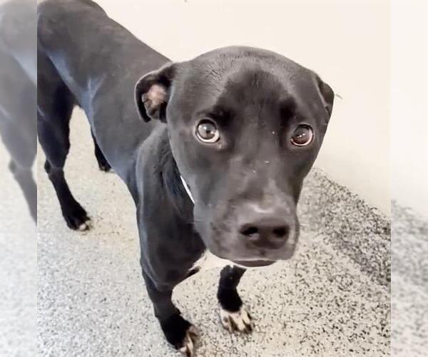 Medium Photo #3 Labrador Retriever-Unknown Mix Puppy For Sale in Houston, TX, USA