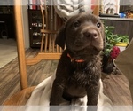 Small Photo #3 Labrador Retriever Puppy For Sale in SPOTSYLVANIA, VA, USA