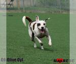 Small Photo #6 Pointer-Unknown Mix Puppy For Sale in Maryville, TN, USA
