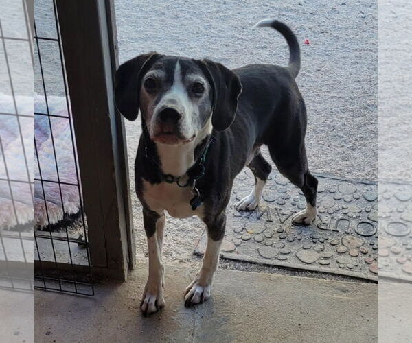 Medium Photo #9 Beagle-Unknown Mix Puppy For Sale in Las Vegas, NV, USA