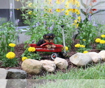 Small #6 Yorkshire Terrier