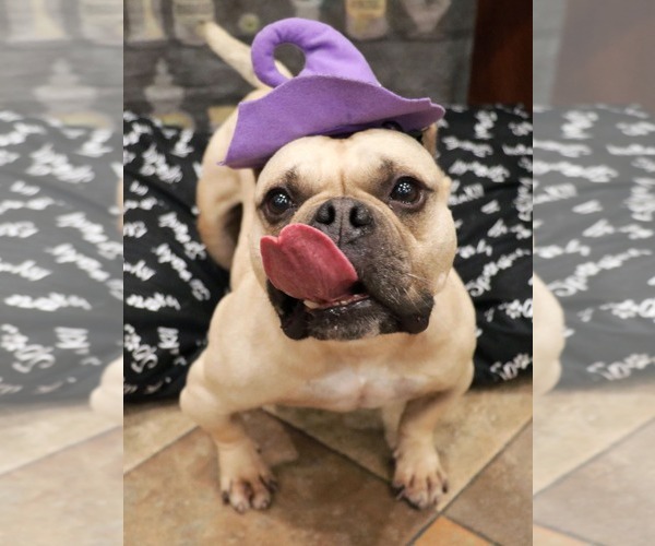 Medium Photo #2 Free-Lance Bulldog Puppy For Sale in Victorville, CA, USA