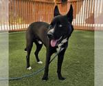 BO - Male Siberian Husky-Unknown Mix Dog for Adoption - Small photo