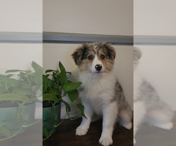 Medium Photo #1 Australian Shepherd Puppy For Sale in INDIANAPOLIS, IN, USA