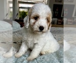 Small Photo #56 Goldendoodle (Miniature) Puppy For Sale in PENSACOLA, FL, USA
