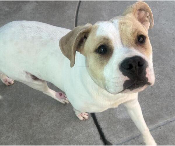 Medium Photo #1 Mutt Puppy For Sale in Martinez, CA, USA