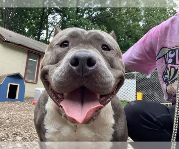 Medium Photo #6 American Pit Bull Terrier Puppy For Sale in Rockaway, NJ, USA