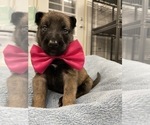 Small Photo #201 Belgian Malinois Puppy For Sale in REESEVILLE, WI, USA