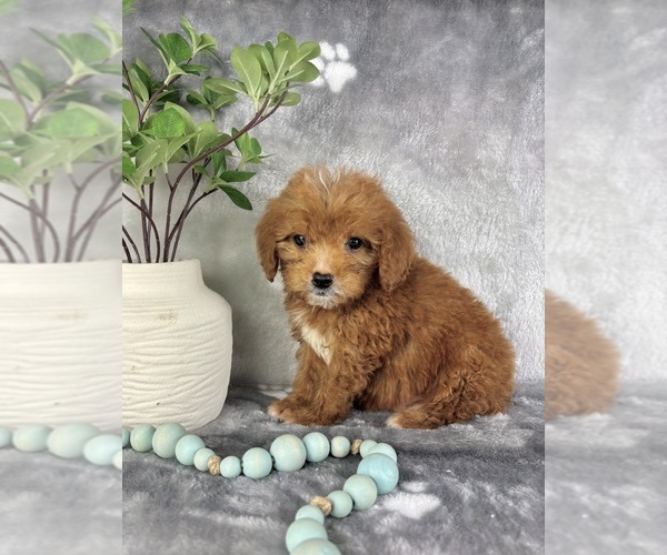 Medium Photo #5 Goldendoodle (Miniature) Puppy For Sale in INDIANAPOLIS, IN, USA