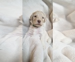 Puppy 10 Goldendoodle