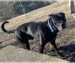 Small #5 Labrador Retriever Mix