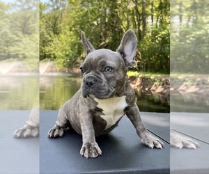 French Bulldog Puppy for sale in JACKSONVILLE, FL, USA