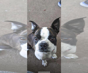 Boston Terrier Puppy for sale in HUTCHINSON, KS, USA