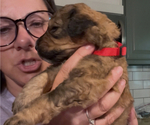 Small Photo #9 Bernedoodle Puppy For Sale in MOULTON, AL, USA