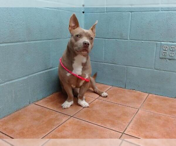 Medium Photo #1 American Pit Bull Terrier-Dachshund Mix Puppy For Sale in Downey, CA, USA