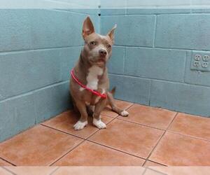 American Pit Bull Terrier-Dachshund Mix Dogs for adoption in Downey, CA, USA