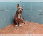 Small American Pit Bull Terrier-Dachshund Mix