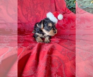 Yorkshire Terrier Puppy for Sale in HOUSTON, Texas USA