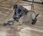 Puppy Green Belgian Malinois