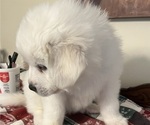 Small Photo #21 Great Pyrenees Puppy For Sale in MOUNT AIRY, NC, USA
