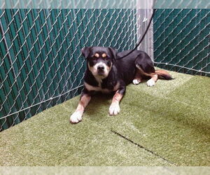 Medium Rottweiler Mix