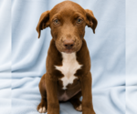 Small Labrador Retriever Mix